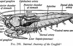 Internal Anatomy Of A Crayfish Crayfish Dissection Student Skills