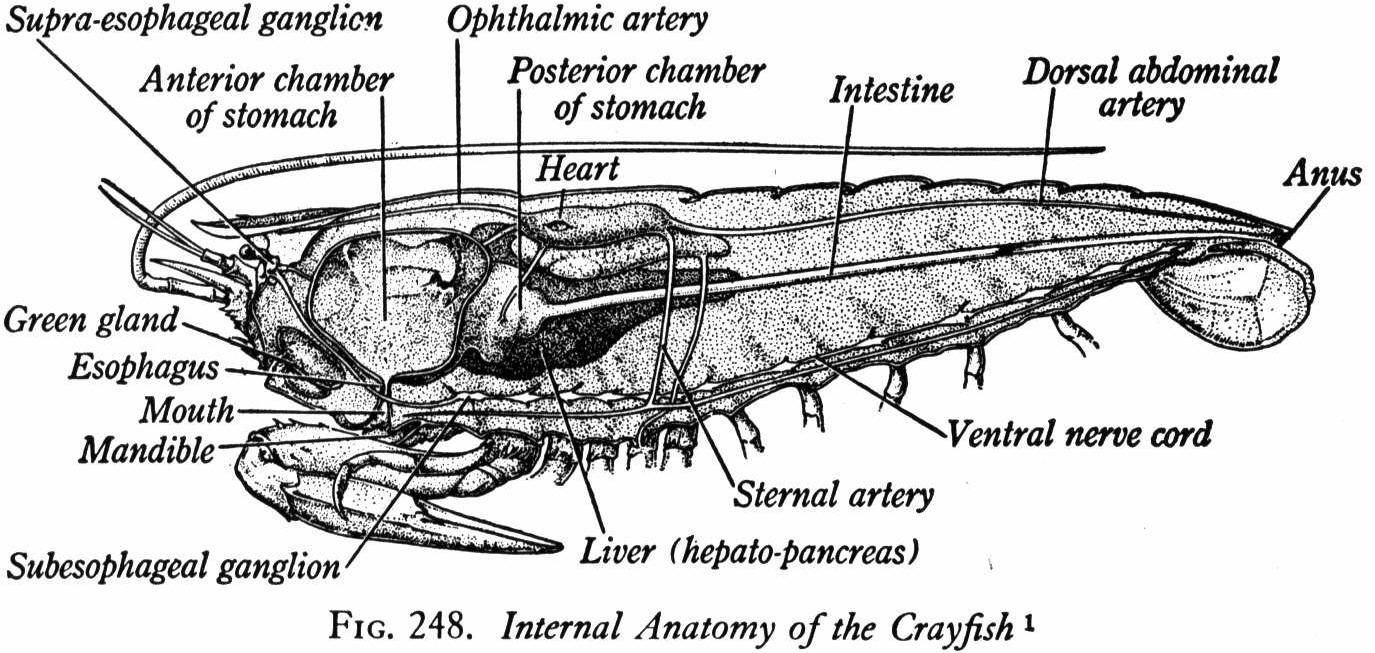 Internal Anatomy Of A Crayfish Crayfish Dissection Student Skills