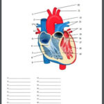 Internal Structures Of The Heart Quiz Heart Structure Anatomy And