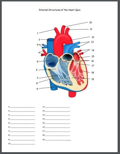 Internal Structures Of The Heart Quiz Heart Structure Anatomy And 