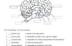 Internal View Of The Brain Worksheet