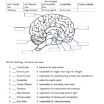 Internal View Of The Brain Worksheet