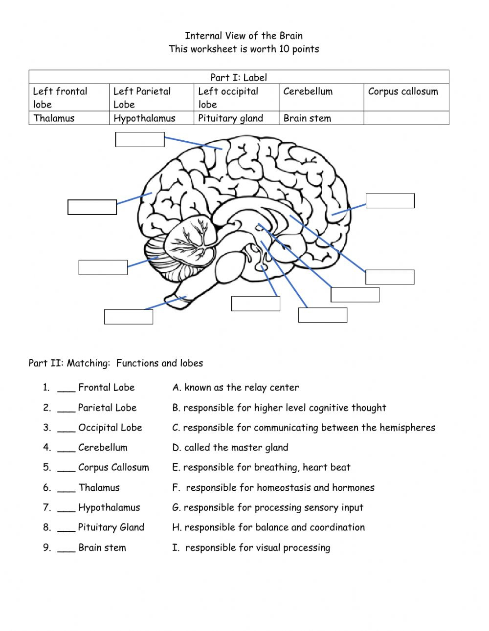 Internal View Of The Brain Worksheet