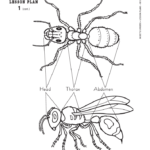 Intro To Insects Insect Anatomy Insect Unit Insects