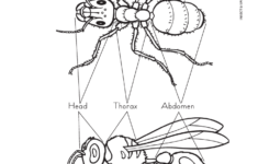 Intro To Insects Insect Anatomy Insect Unit Insects