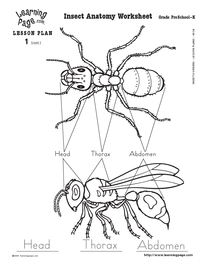 Intro To Insects Insect Anatomy Insect Unit Insects