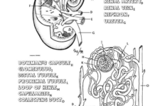 Intro To Urinary System Worksheet