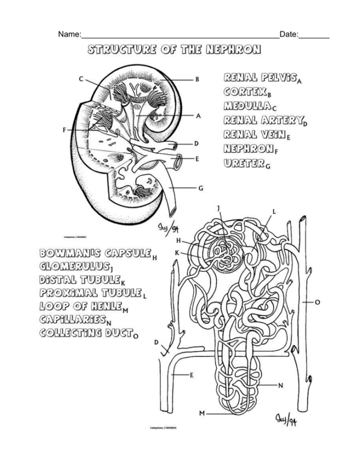 Urinary System Anatomy Worksheet