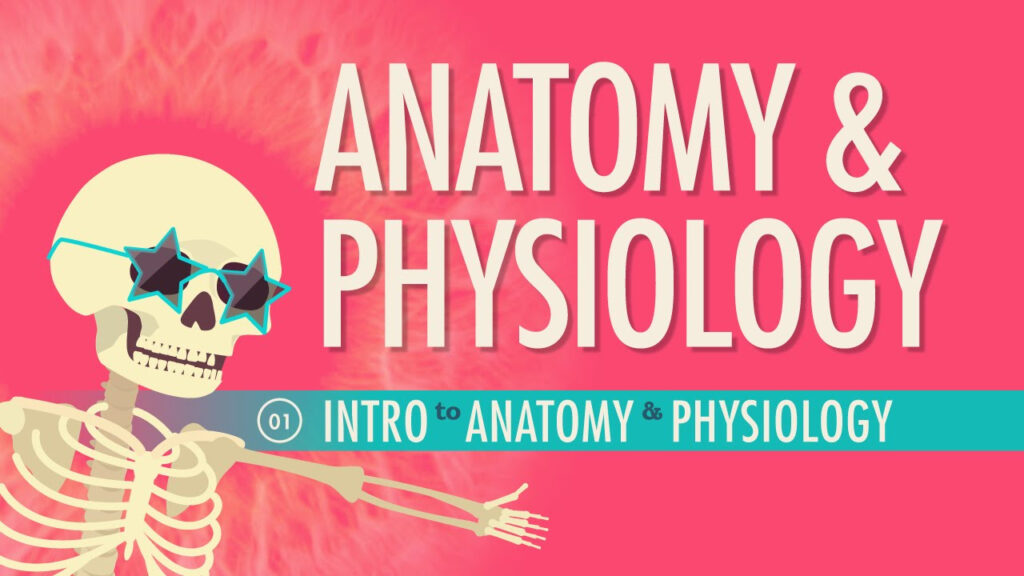 Introduction To Anatomy Physiology Crash Course A P 1 YouTube Anatomy