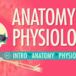 Introduction To Anatomy Physiology Crash Course A P 1 YouTube