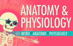Introduction To Anatomy Physiology Crash Course A P 1 YouTube