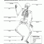 Joints Of The Body Worksheet Google Search Human Body Worksheets