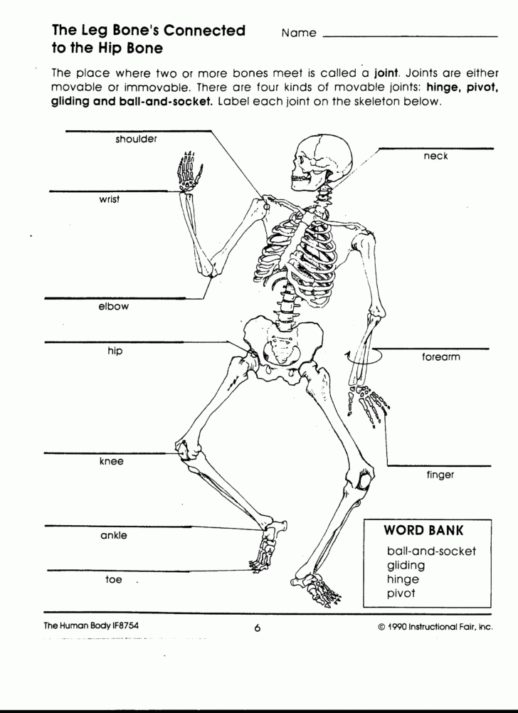 Anatomy Of The Human Body Worksheets