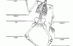 Joints Of The Body Worksheet Google Search Human Body Worksheets