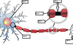 Jorge Emilio Verduzco Neuron Worksheet