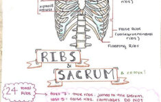 JUNE 6 3 36pm Studying The Axial Skelton Hopefully This Helps