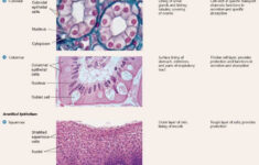Key Learning Outcome 22 3 Epithelial Tissue Is The Protective Tissue