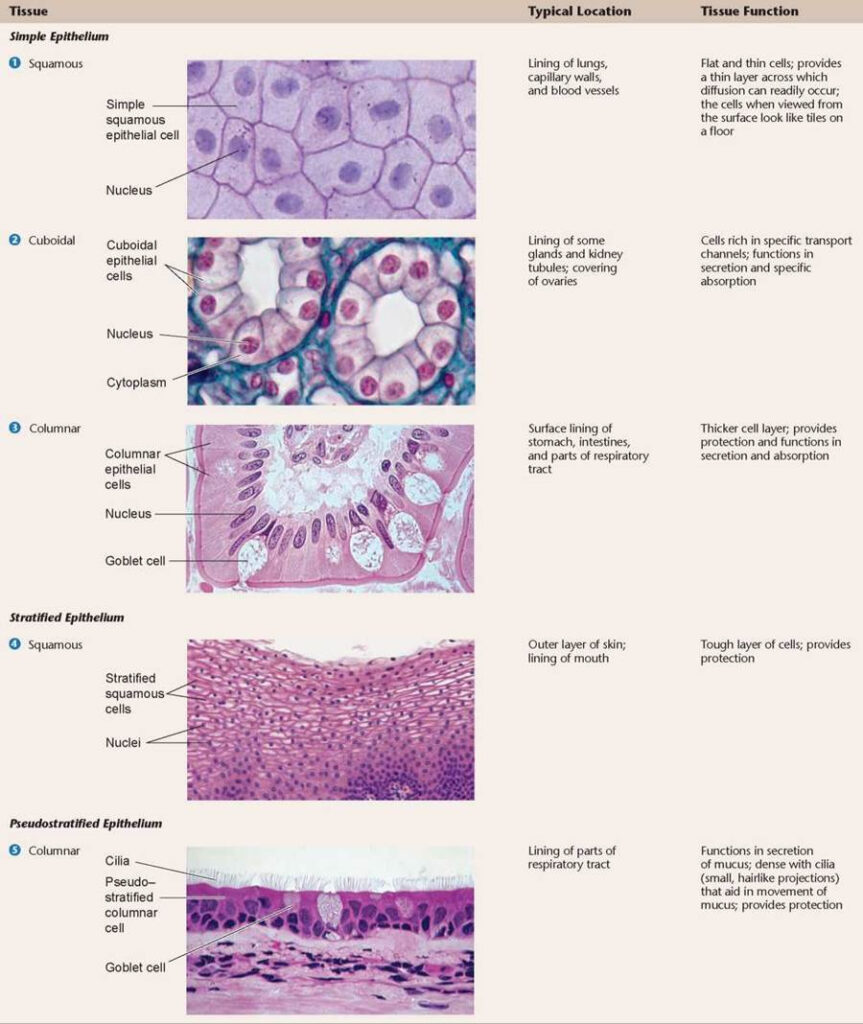 Key Learning Outcome 22 3 Epithelial Tissue Is The Protective Tissue ...