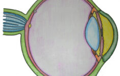 Key To The Anatomy Of The Eye Coloring