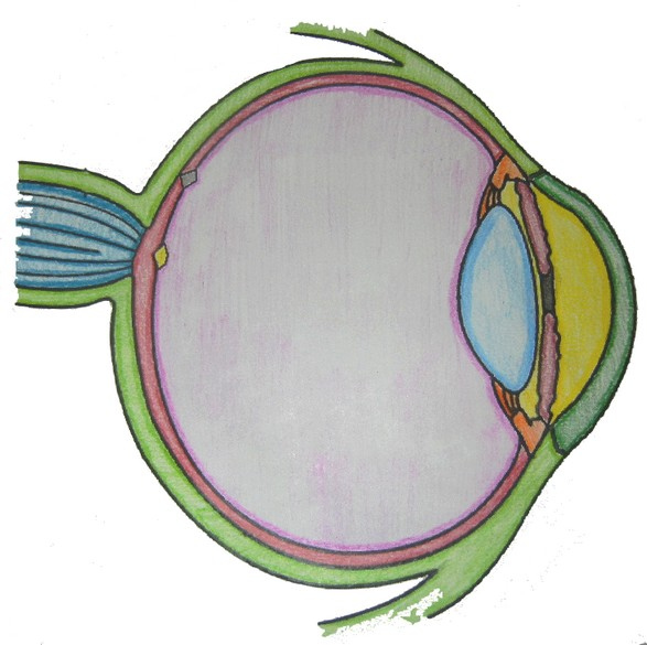 Key To The Anatomy Of The Eye Coloring 