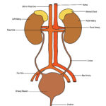 Kidney Anatomy Fill In The Blank KIDKADS