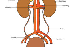 Kidney Anatomy Fill In The Blank KIDKADS