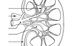 Kidney Anatomy Fill In The Blank KIDKADS