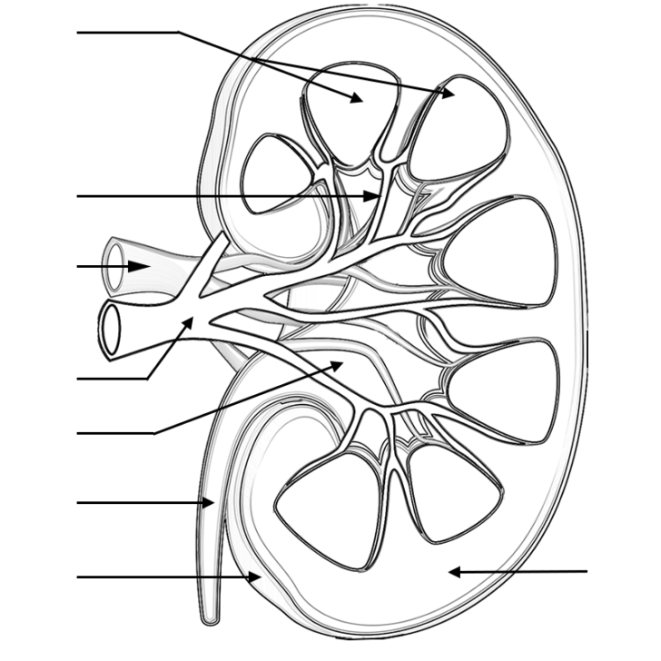 Kidney Anatomy Worksheet