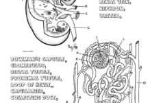 Kidney And Nephron Coloring And Diagram Wksht