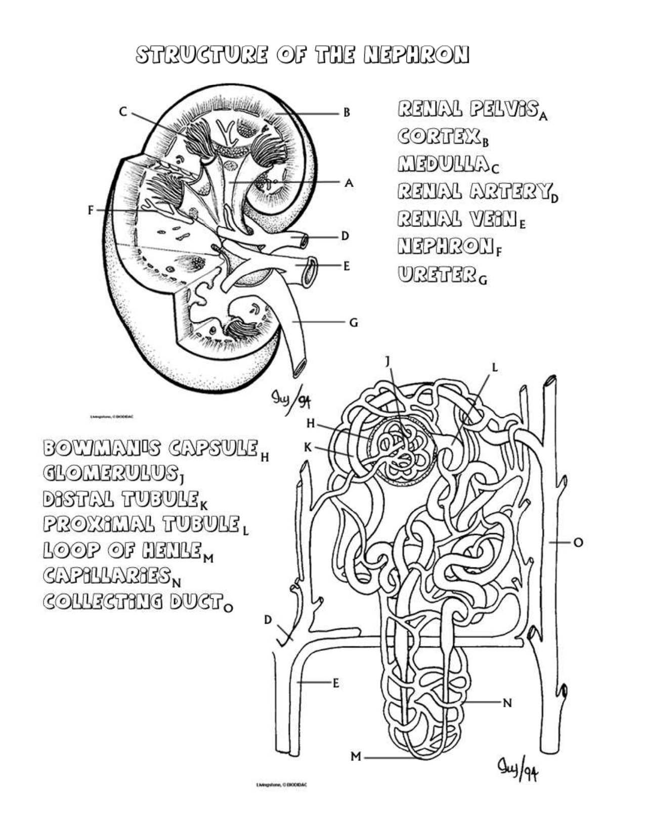 Renal Anatomy And Physiology Worksheet Answer Key Anatomy Worksheets