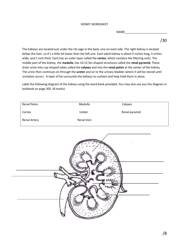 Kidney And Nephron Diagram Westgate Mennonite Collegiate | Anatomy ...