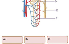Kidney And Nephron Structure Worksheet