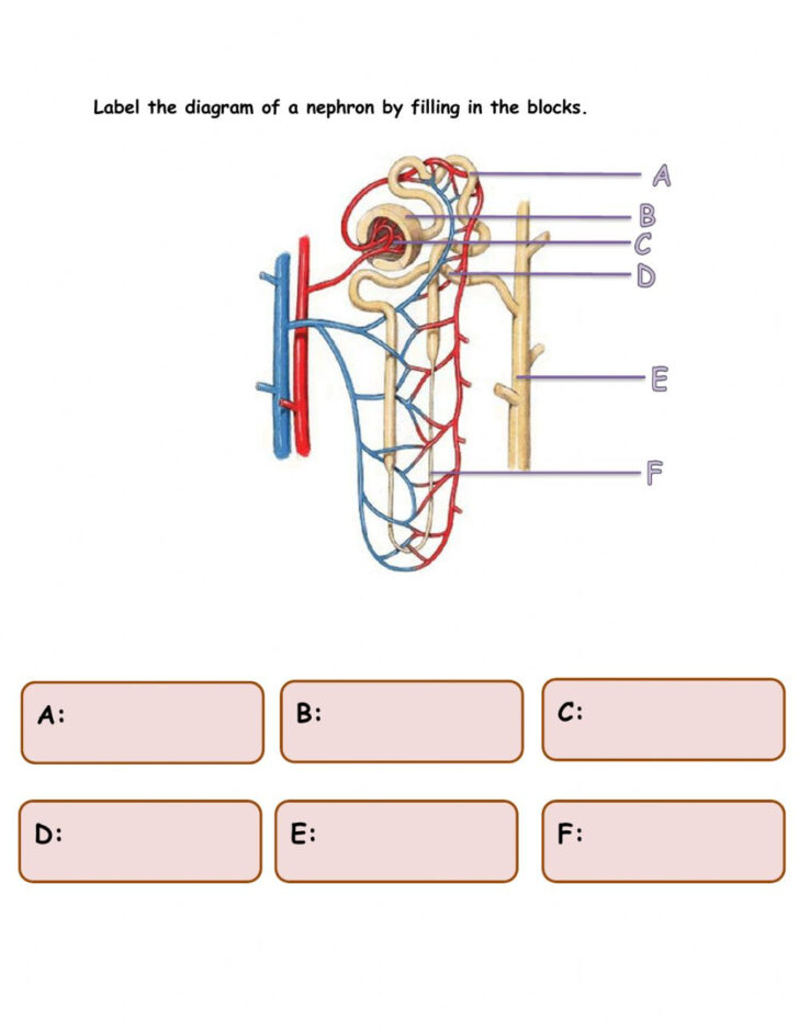 The Anatomy Of The Kidney And The Nephron Worksheet