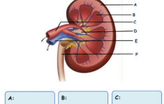 Kidney And Nephron Structure Worksheet