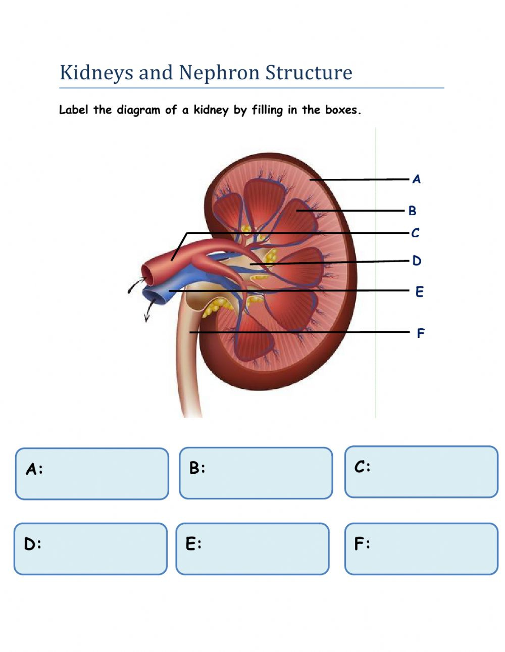 Kidney And Nephron Structure Worksheet