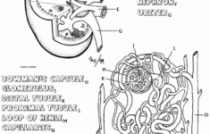 Kidney Coloring Anatomy Coloring Book Anatomy And Physiology Physiology