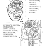 Kidney Coloring Page And Questions