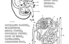 Kidney Coloring Page And Questions