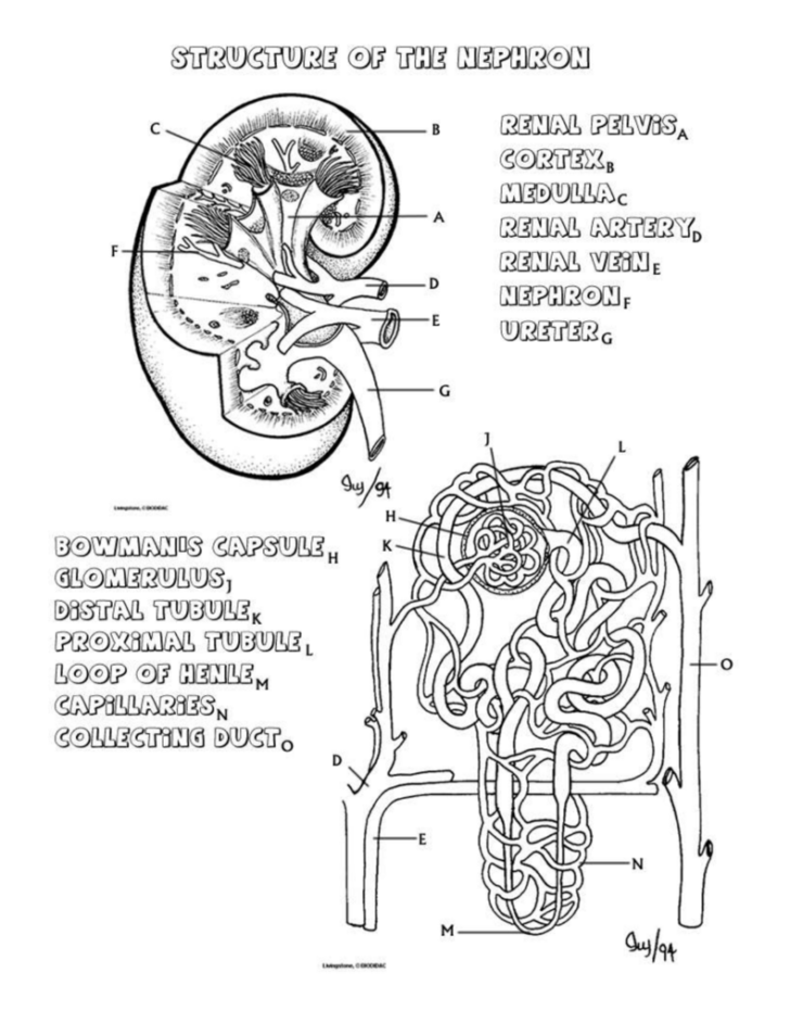 Renal Anatomy And Physiology Worksheet Answers