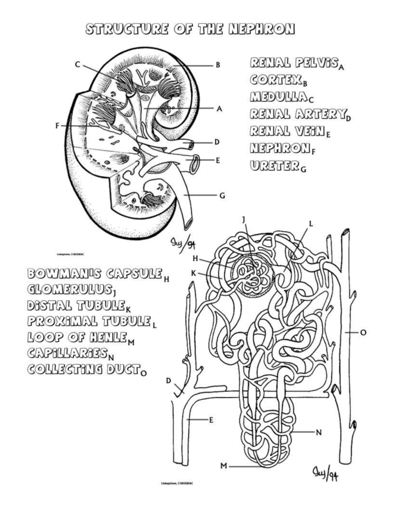 Kidney Coloring Page And Questions