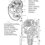 Kidney Diagram Worksheet Kidney Failure Disease