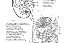 Kidney Diagram Worksheet Kidney Failure Disease