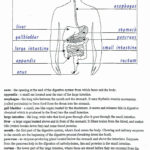 Kidney Structure And Function Worksheet Answers Key Kidneyoi