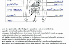 Kidney Structure And Function Worksheet Answers Key Kidneyoi