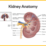 Kidney Structure And Function Worksheet Answers Key Kidneyoi