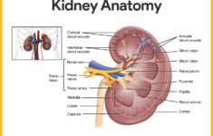 Kidney Structure And Function Worksheet Answers Key Kidneyoi