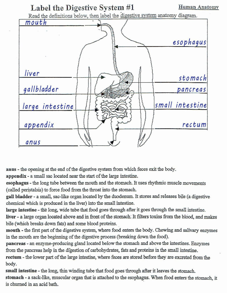Renal Anatomy And Physiology Worksheet Answer Key