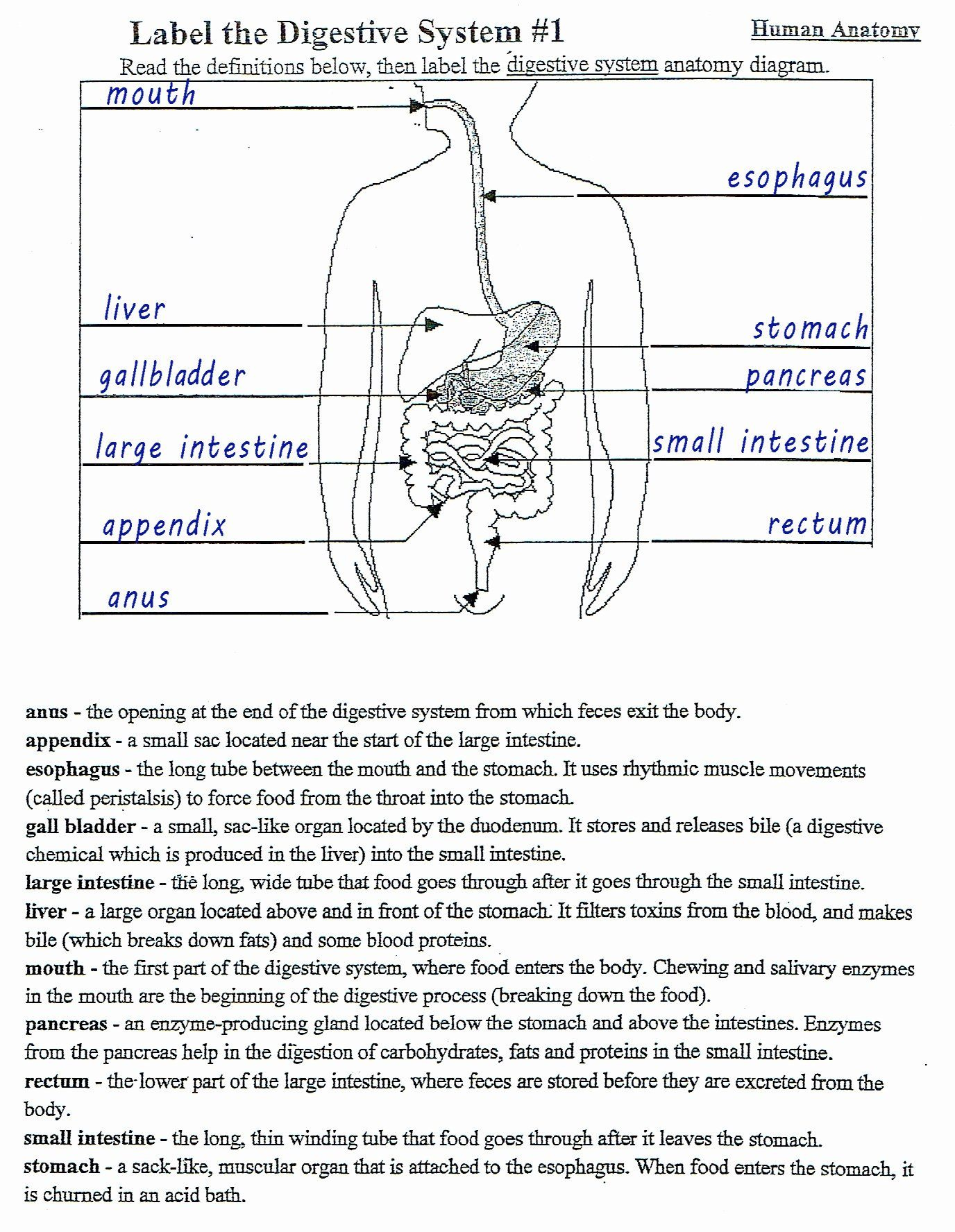 Renal Anatomy And Physiology Worksheet Answer Key Anatomy Worksheets