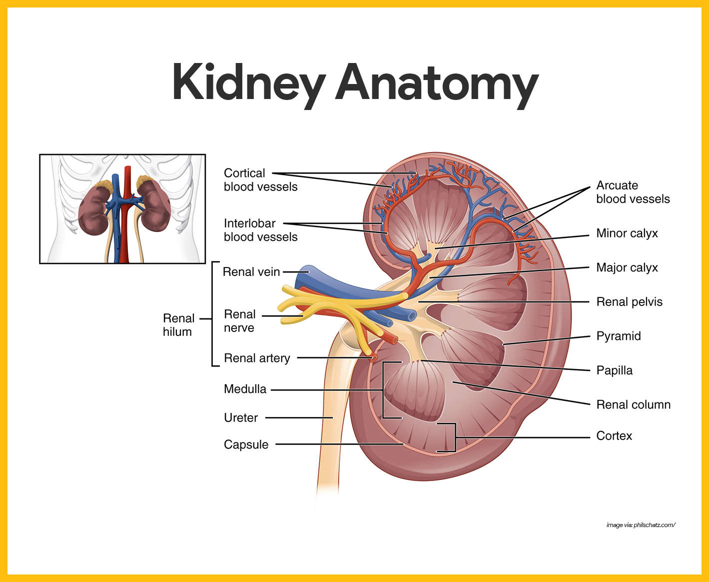 Kidney Structure And Function Worksheet Answers Key Kidneyoi