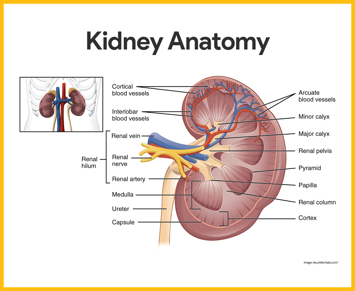 Renal Anatomy And Physiology Worksheet Answer Key Anatomy Worksheets